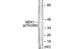 Western blot analysis of extracts from K562 cells, using MEK1 (Phospho-Thr286) Antibody. (MEK1 anticorps  (pThr286))