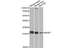 Western blot analysis of extracts of various cell lines, using BNIP1 Antibody. (BNIP1 anticorps)