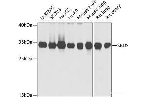 Western blot analysis of extracts of various cell lines using SBDS Polyclonal Antibody at dilution of 1:1000. (SBDS anticorps)