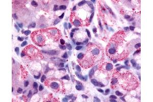 Anti-HRH2 / Histamine H2 Receptor antibody IHC of human stomach, parietal cells. (HRH2 anticorps  (Cytoplasmic Domain))