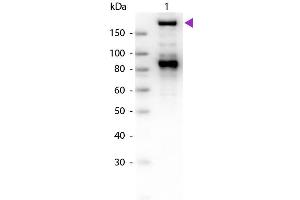 Western Blot of Goat Anti-Alpha-2-Macroglobulin antibody.