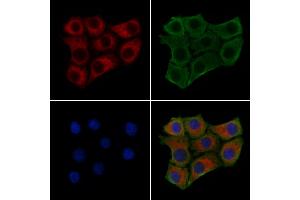 ABIN6261780 and ABIN6279430 staining HepG2 cells by IF/ICC.