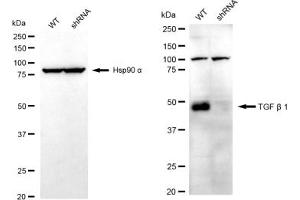 Western blotting analysis using TGF beta 1 antibody (ABIN7800605). (Recombinant TGFB1 anticorps)