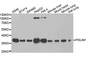 Western blot analysis of extracts of various cell lines, using PDLIM1 antibody (ABIN5974031) at 1/1000 dilution. (PDLIM1 anticorps)