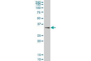 SIX3 monoclonal antibody (M08), clone 2B9 Western Blot analysis of SIX3 expression in 293 . (SIX3 anticorps  (AA 273-332))