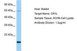 Image no. 1 for anti-Complement Component (3b/4b) Receptor 1-Like (CR1L) (AA 57-106) antibody (ABIN6750004) (CR1L anticorps  (AA 57-106))