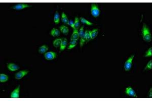 Immunofluorescent analysis of Hela cells using ABIN7160421 at dilution of 1:100 and Alexa Fluor 488-congugated AffiniPure Goat Anti-Rabbit IgG(H+L) (MPZL1 anticorps  (AA 195-258))
