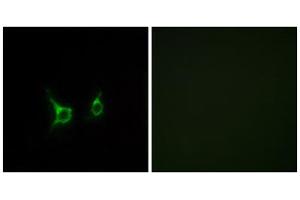 Immunofluorescence analysis of COS-7 cells, using FFAR2 antibody. (FFAR2 anticorps  (C-Term))