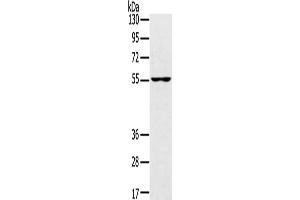 Western Blotting (WB) image for anti-Upstream Binding Protein 1 (LBP-1a) (UBP1) antibody (ABIN2433292) (UBP1 anticorps)