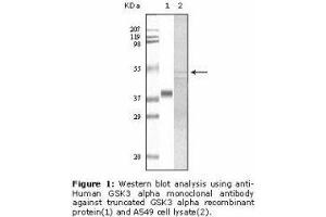 Image no. 2 for anti-Glycogen Synthase Kinase 3 alpha (GSK3a) antibody (ABIN232113) (GSK3 alpha anticorps)