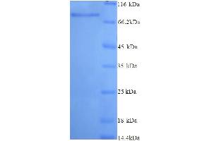 SDS-PAGE (SDS) image for N-Acetylated alpha-Linked Acidic Dipeptidase-Like 2 (NAALADL2) (AA 143-795), (Extracellular) protein (His tag) (ABIN5714370)