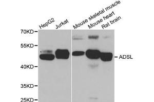 Western Blotting (WB) image for anti-Adenylosuccinate Lyase (ADSL) antibody (ABIN1980294) (Adenylosuccinate Lyase anticorps)
