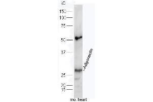 Mouse heart lysates probed with Rabbit Anti-Adiponectin Polyclonal Antibody, Unconjugated  at 1:5000 for 90 min at 37˚C. (ADIPOQ anticorps  (AA 151-244))