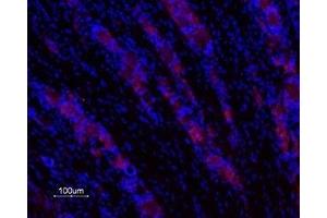 Expression of Galanin receptor 1 in rat DRG - Immunohistochemical staining of rat dorsal root ganglia (DRG) frozen section using Anti-GALR1 Antibody (ABIN7043180 and ABIN7044397), (1:200), (red).