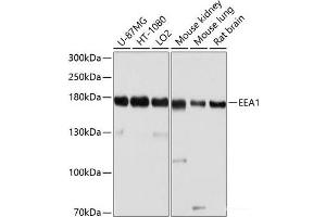 Western blot analysis of extracts of various cell lines using EEA1 Polyclonal Antibody at dilution of 1:1000. (EEA1 anticorps)