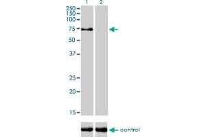 Western blot analysis of TRIM32 over-expressed 293 cell line, cotransfected with TRIM32 Validated Chimera RNAi (Lane 2) or non-transfected control (Lane 1). (TRIM32 anticorps  (AA 105-204))
