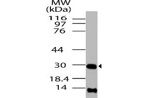 Image no. 1 for anti-High Mobility Group Box 1 (HMGB1) antibody (ABIN5027728) (HMGB1 anticorps)