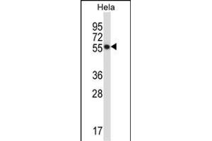 CSK Antibody (N-term) (ABIN657670 and ABIN2846663) western blot analysis in Hela cell line lysates (35 μg/lane). (CSK anticorps  (N-Term))