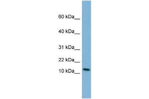 WB Suggested Anti-PYY Antibody Titration:  0.
