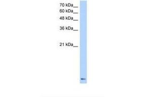 Image no. 2 for anti-Zinc Finger Protein 706 (ZNF706) (N-Term) antibody (ABIN6737704) (ZNF706 anticorps  (N-Term))