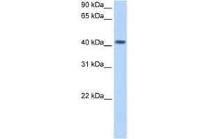 Western Blotting (WB) image for anti-Pregnancy Specific beta-1-Glycoprotein 5 (PSG5) antibody (ABIN2462521)