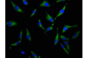 Immunofluorescence staining of Hela cells with ABIN7169994 at 1:100, counter-stained with DAPI.