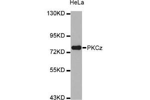 Western blot analysis of extracts of HeLa cell line, using PRKCZ antibody. (PKC zeta anticorps)