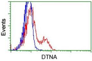 HEK293T cells transfected with either RC223952 overexpress plasmid (Red) or empty vector control plasmid (Blue) were immunostained by anti-DTNA antibody (ABIN2454033), and then analyzed by flow cytometry. (DTNA anticorps)