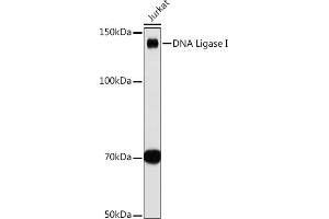 Western blot analysis of extracts of Jurkat cells, using DNA Ligase I antibody (ABIN7268251) at 1:1000 dilution. (LIG1 anticorps)