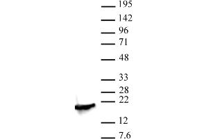 Histone H3K4me2 antibody (pAb) tested by Western blot. (Histone 3 anticorps  (2meLys4))