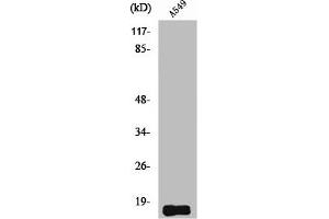 Western Blot analysis of A549 cells using Somatostatin Polyclonal Antibody