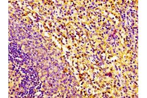 IHC image of ABIN7161695 diluted at 1:100 and staining in paraffin-embedded human spleen tissue performed on a Leica BondTM system. (RNASE2 anticorps  (AA 28-161))