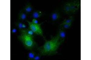 Anti-EFNA2 mouse monoclonal antibody (ABIN2452978) immunofluorescent staining of COS7 cells transiently transfected by pCMV6-ENTRY EFNA2 (RC213728). (Ephrin A2 anticorps)