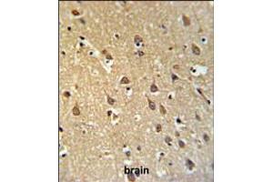SPRN Antibody IHC analysis in formalin fixed and paraffin embedded brain tissue followed by peroxidase conjugation of the secondary antibody and DAB staining.