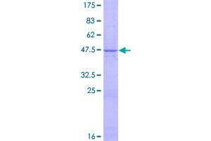 Image no. 1 for Tumor Necrosis Factor (Ligand) Superfamily, Member 14 (TNFSF14) (AA 1-204) protein (GST tag) (ABIN1323231)