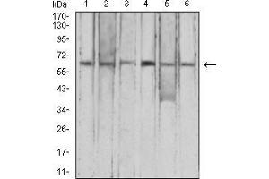 Western blot analysis using CFHR5 mouse mAb against HepG2 (1), K562 (2), L-02 (3), SK-Hep-1 (4), SMMC-7721 (5), and NIH/3T3 (6) cell lysate.