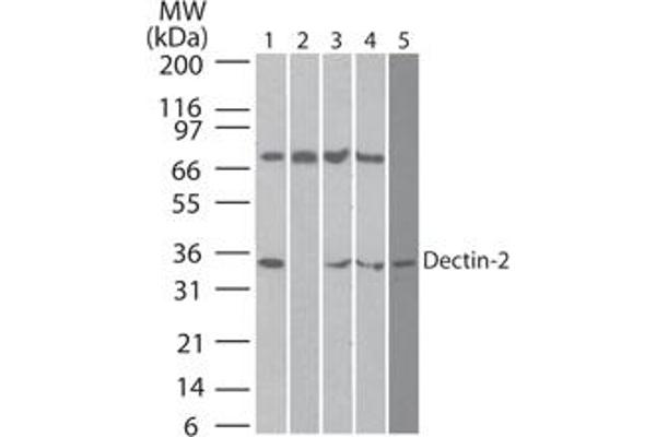 C-Type Lectin Domain Family 6, Member A (CLEC6A) (AA 75-125) anticorps