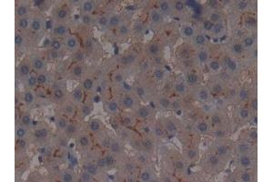 Detection of AAP in Human Liver Tissue using Polyclonal Antibody to Alanine Aminopeptidase (AAP) (ALT anticorps  (AA 581-738))