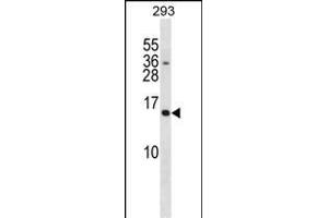 SH2D1A Antibody (C-term) (ABIN1881802 and ABIN2838903) western blot analysis in 293 cell line lysates (35 μg/lane). (SH2D1A anticorps  (C-Term))