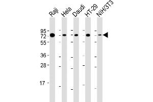 All lanes : Anti-KHDRBS1 Antibody (Center) at 1:2000 dilution Lane 1: Raji whole cell lysate Lane 2: Hela whole cell lysate Lane 3: Daudi whole cell lysate Lane 4: HT-29 whole cell lysate Lane 5: NIH/3T3 whole cell lysate Lysates/proteins at 20 μg per lane.