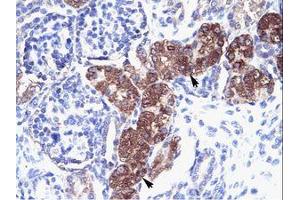 Image no. 1 for anti-SRY (Sex Determining Region Y)-Box 18 (SOX18) (AA 271-320) antibody (ABIN6736037)