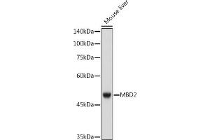 Western blot analysis of extracts of Mouse liver cells, using MBD2 antibody (ABIN7268491) at 1:1000 dilution. (MBD2 anticorps)