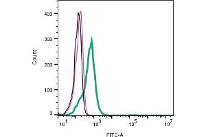 Cell surface detection of P2X3 Receptor by direct flow cytometry in live intact human KU812 basophil cells: + Rabbit IgG isotype control-FITC. (P2RX3 anticorps  (Extracellular) (FITC))