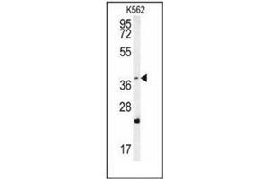 Western blot analysis of FBXW12 Antibody (C-term) in K562 cell line lysates (35ug/lane).