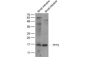 Lane 1: mouse small intestine lysates Lane 2: Rat small intestine lysates probed with TFF3 Polyclonal Antibody, Unconjugated  at 1:300 dilution and 4˚C overnight incubation. (TFF3 anticorps  (AA 51-80))