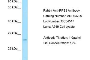 Western Blotting (WB) image for anti-Ribosomal Protein S3 (RPS3) (Middle Region) antibody (ABIN971629)