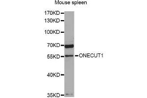 Western blot analysis of extracts of mouse spleen, using ONECUT1 antibody (ABIN5996488) at 1:3000 dilution. (ONECUT1 anticorps)