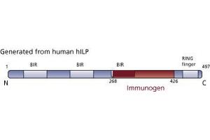 Image no. 3 for anti-X-Linked Inhibitor of Apoptosis (XIAP) (AA 268-426) antibody (ABIN968164)