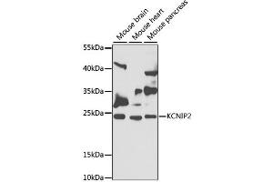 Western blot analysis of extracts of various cell lines, using KCNIP2 antibody (ABIN2563522) at 1:1000 dilution. (KCNIP2 anticorps)