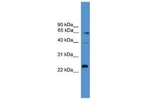 WB Suggested Anti-CD7 Antibody Titration: 0. (CD7 anticorps  (Middle Region))